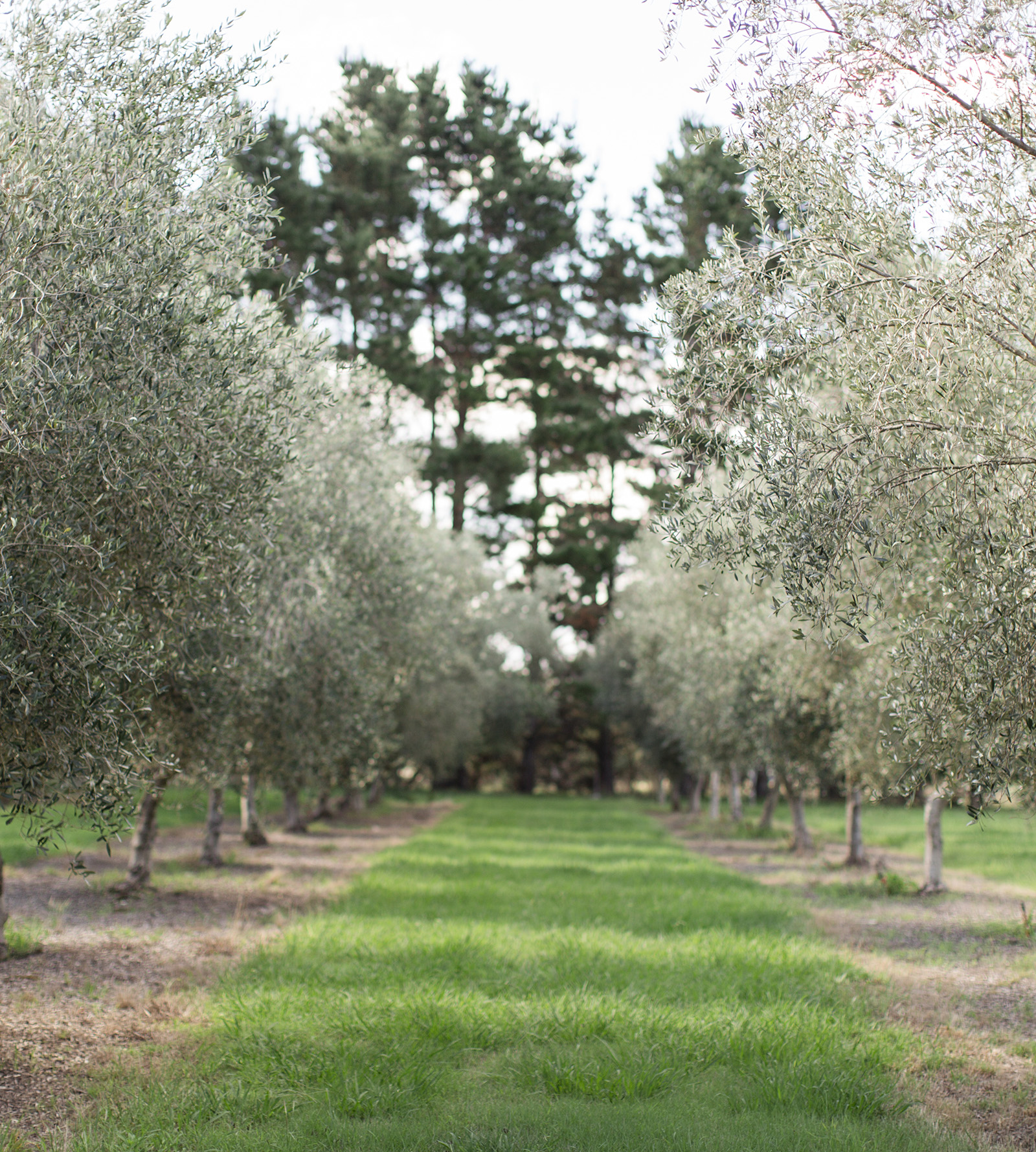 Sutton Olives Quicksand Food sutton-olives-quicksand-food